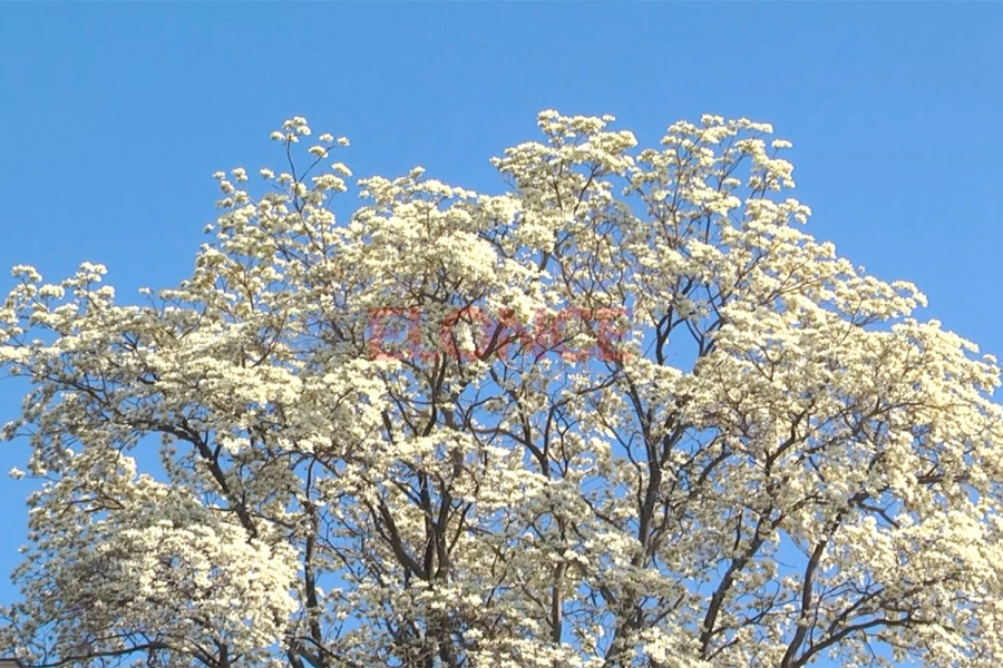 Floreci&oacute; el lapacho blanco y cautiva con su esplendor en Paran&aacute;
