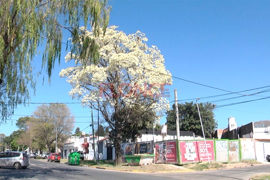 Floreci&oacute; el lapacho blanco y cautiva con su esplendor en Paran&aacute;
