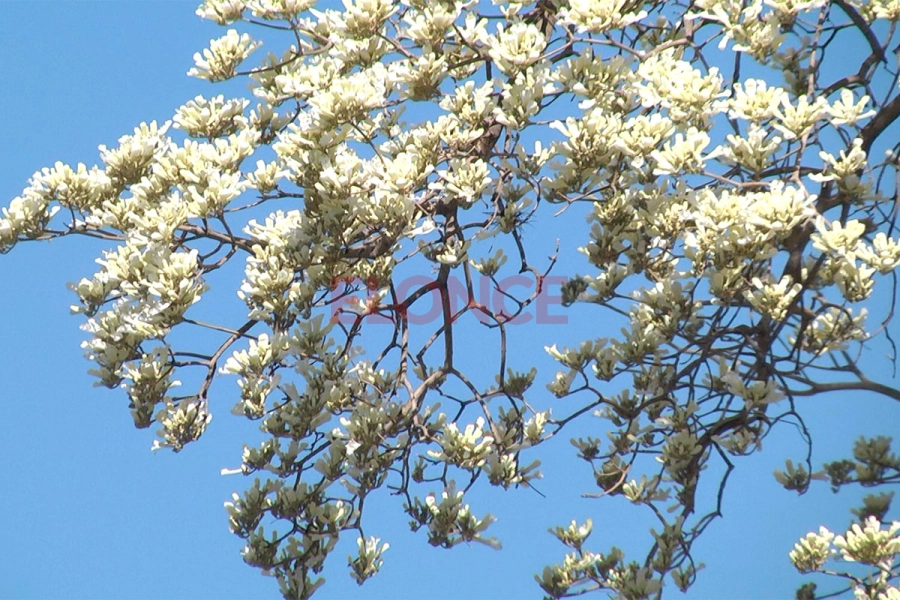 Floreci&oacute; el lapacho blanco y cautiva con su esplendor en Paran&aacute;