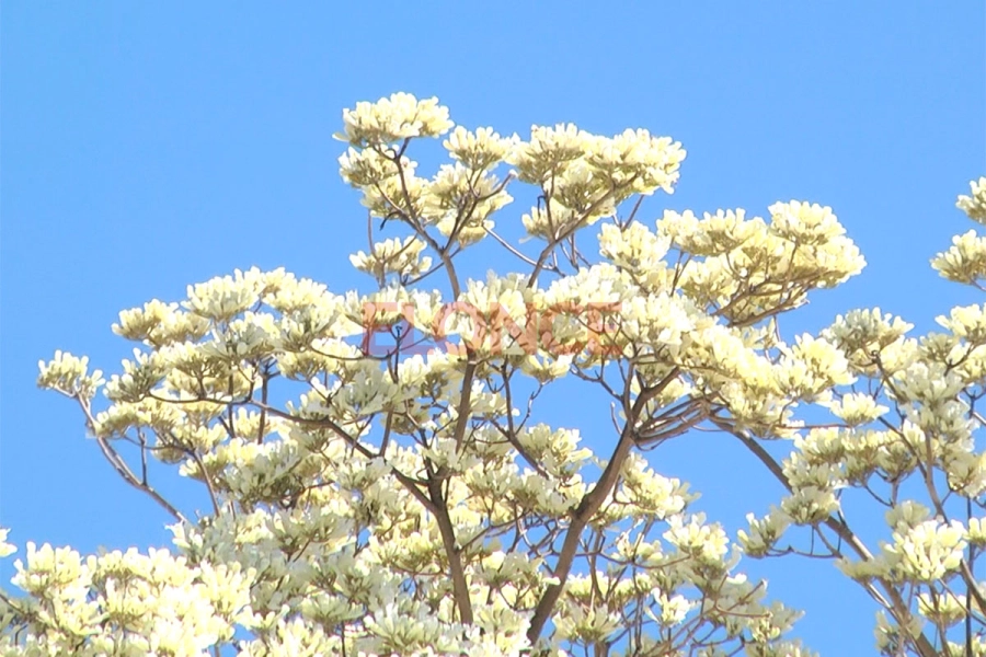 Floreci&oacute; el lapacho blanco y cautiva con su esplendor en Paran&aacute;