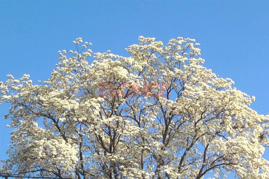 Floreci&oacute; el lapacho blanco y cautiva con su esplendor en Paran&aacute;