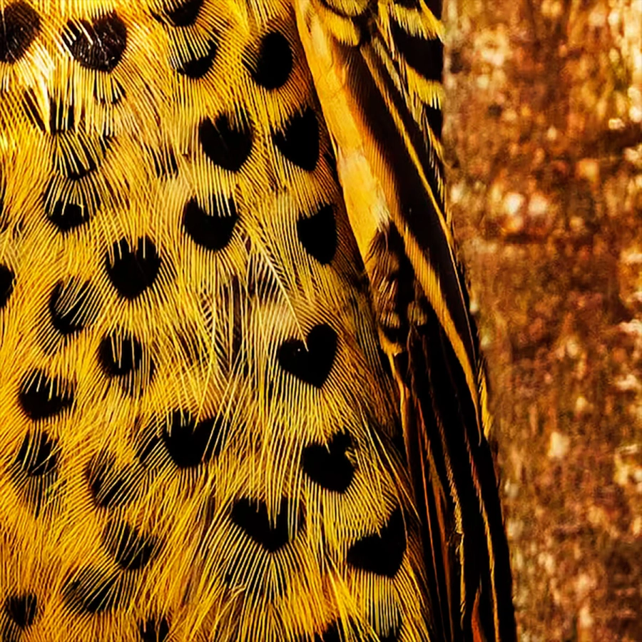 El p&aacute;jaro carpintero con manchitas en forma de coraz&oacute;n. (Felipe Andreucci)