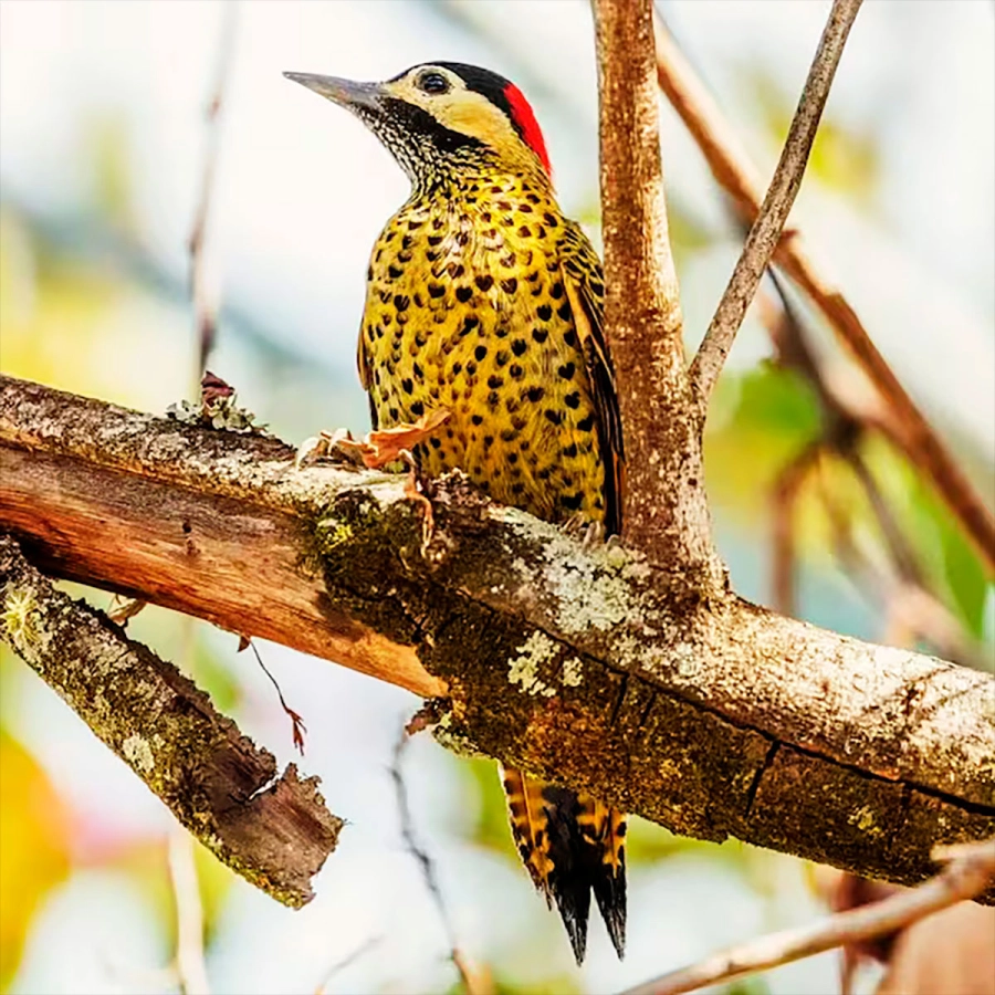El p&aacute;jaro carpintero con manchitas en forma de coraz&oacute;n. (Felipe Andreucci)