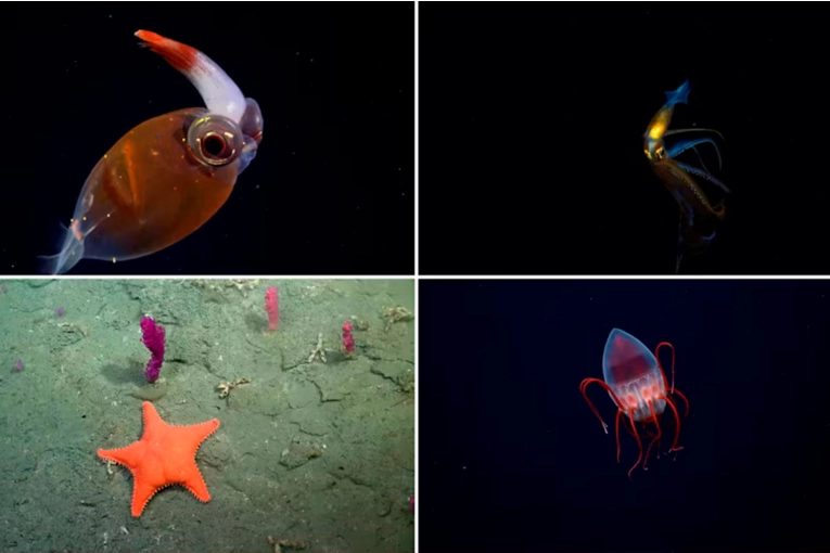 Conicet volverá al Mar Argentino para investigar una zona inexplorada y buscar nuevas especies