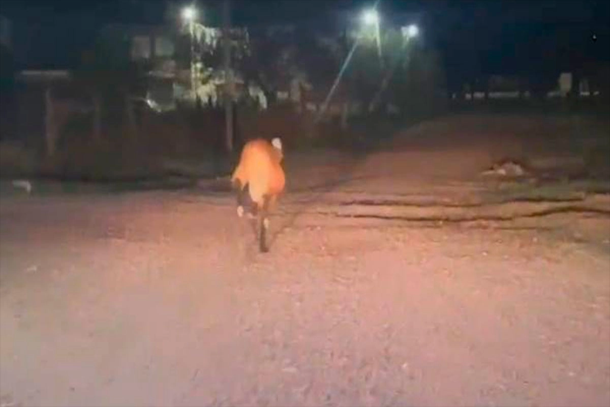 Porno jenni serpi nuda Cerchi video e foto di Jenni Serpi