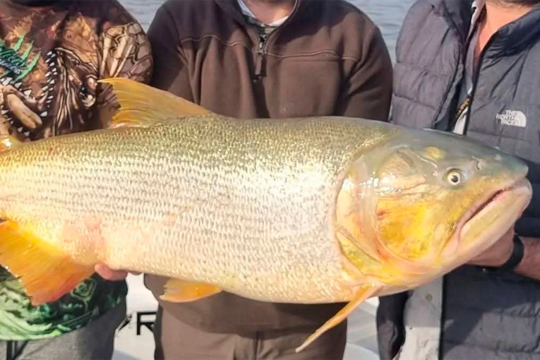 Pescaron un dorado de 30 kilos en el río Paraná: “una hembra colosal”