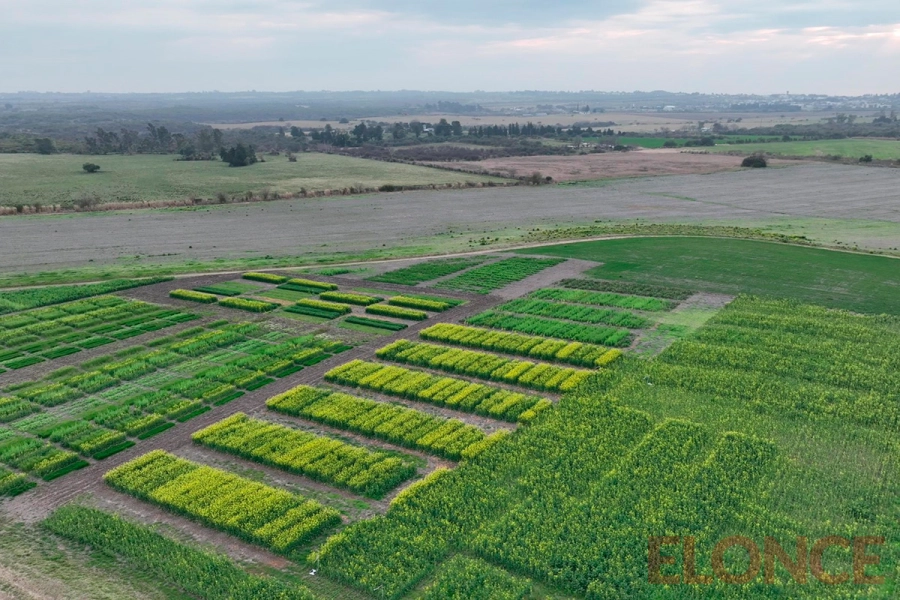 INTA Paran&aacute; impulsa el mejoramiento gen&eacute;tico de cultivos de invierno