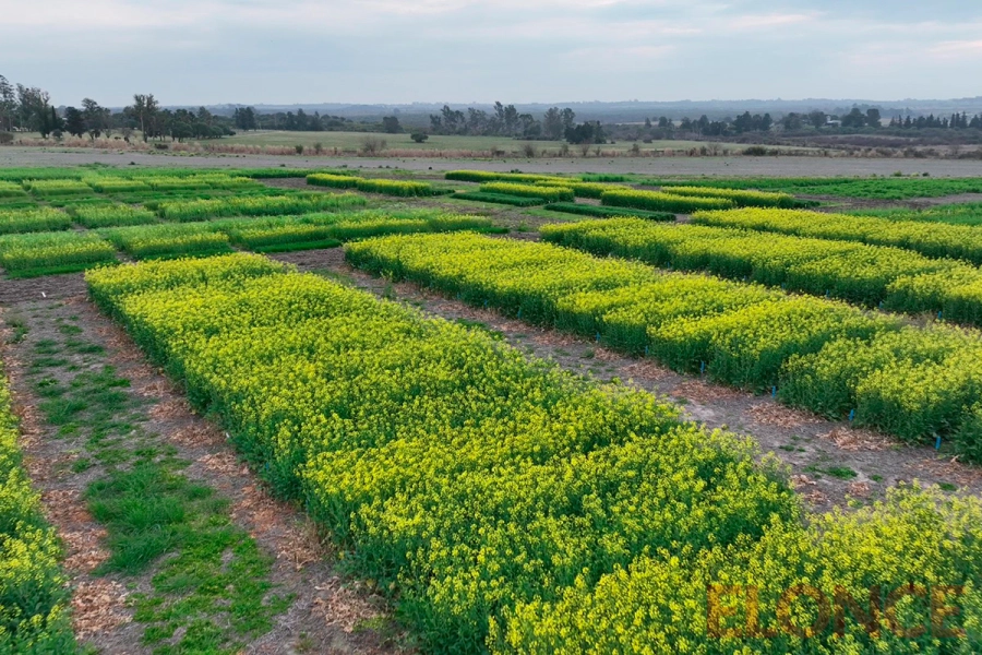 Cultivos de colza, mejorados gracias a la intervenci&oacute;n de INTA Entre R&iacute;os (foto Elonce)