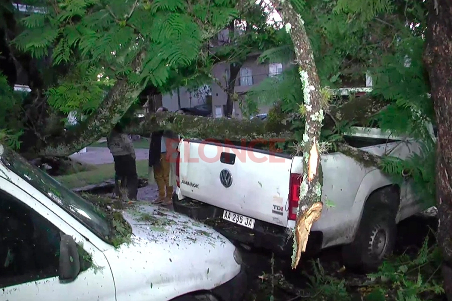 &aacute;rbol ca&iacute;do en Paran&aacute;