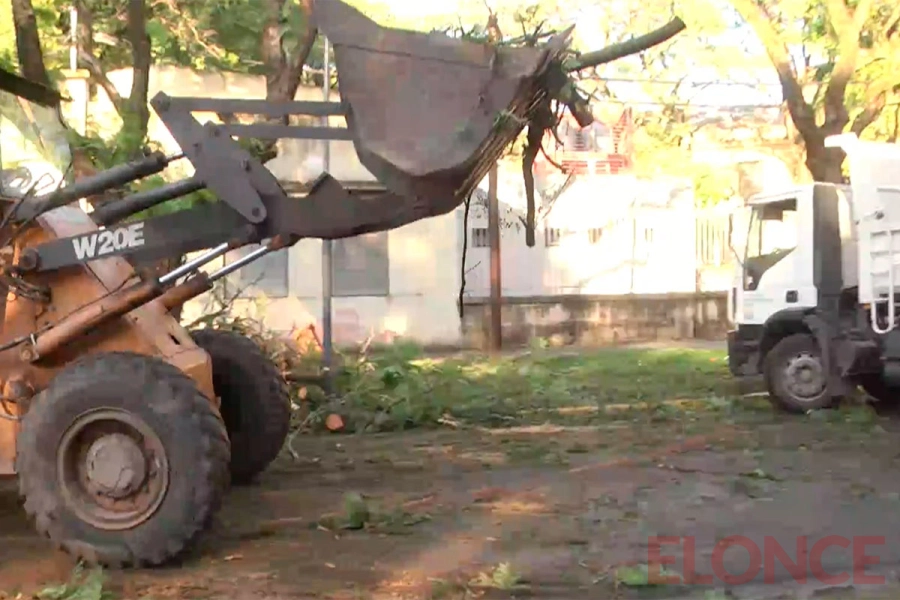 Retiraron un jacarand&aacute; de 15 metros que cay&oacute; sobre una camioneta
