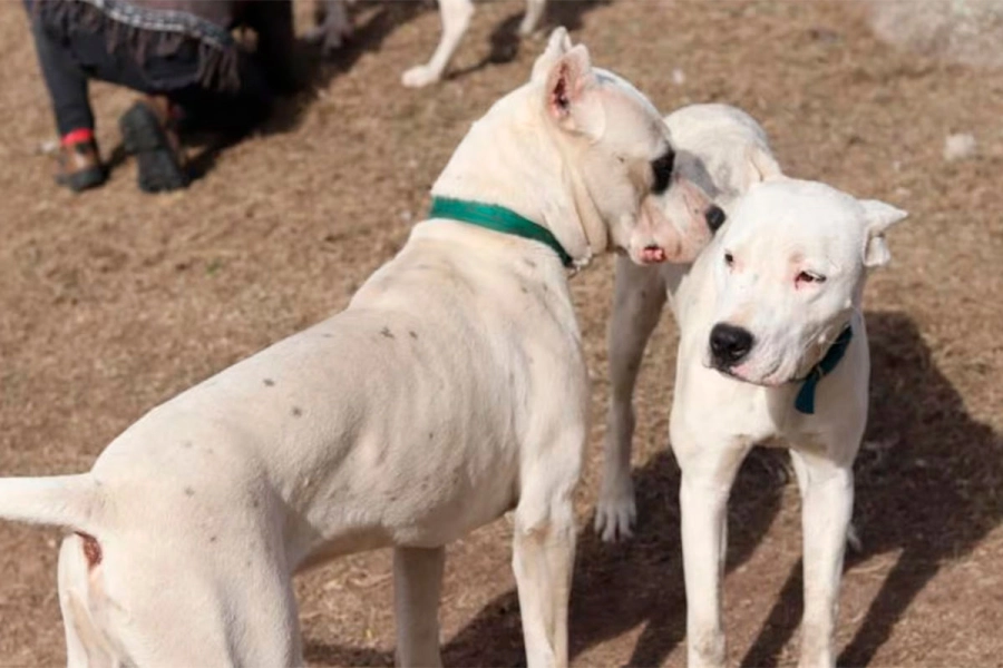Dogo- foto de archivo