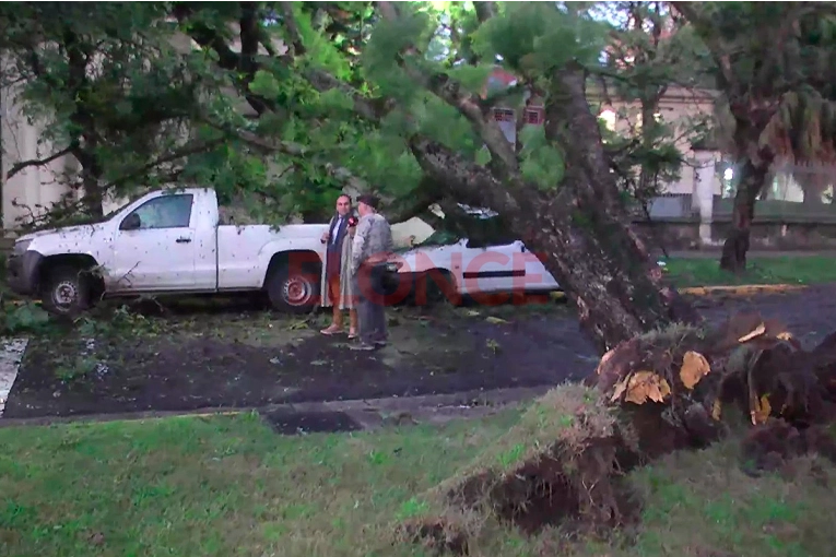Jacarandá de grandes dimensiones cayó sobre una camioneta tras los fuertes vientos en Paraná