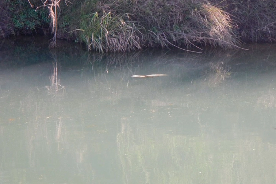 Aparecieron más de 100 peces muertos en un arroyo entrerriano