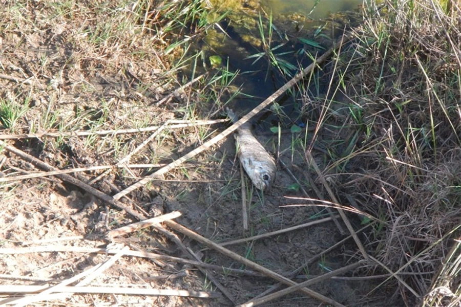Aparecieron más de 100 peces muertos en un arroyo entrerriano