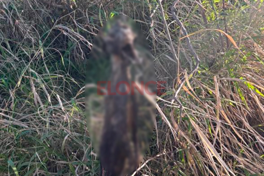 Crueldad animal en Paraná: hallaron un perro colgado y calcinado (foto Elonce)