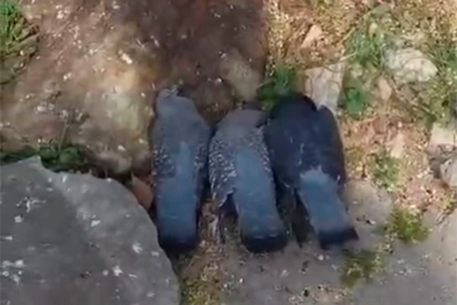 Palomas muertas (foto ERA Verde)