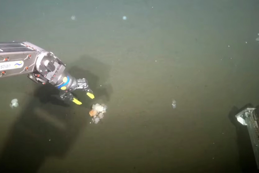 Otra postal en el fondo marino. Foto: Infobae.