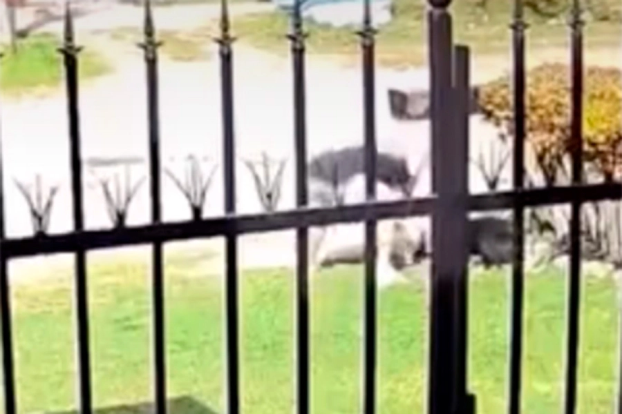 Momento del ataque. Foto: Captura de video.