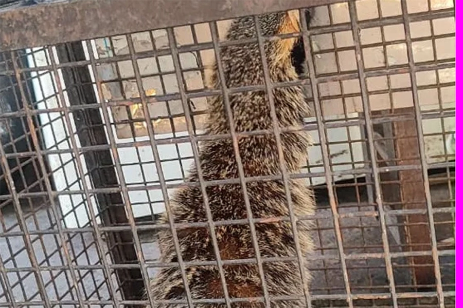 Hur&oacute;n rescatado. PER-Abigeato