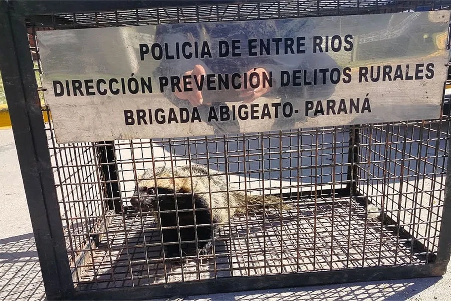 Hur&oacute;n rescatado. PER-Abigeato