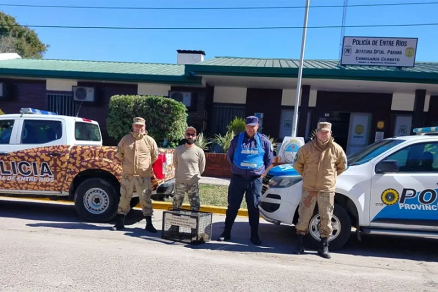 Hur&oacute;n rescatado. PER-Abigeato