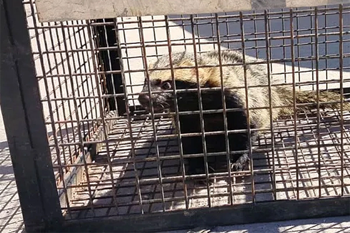 Rescataron un hurón en una vivienda de Cerrito