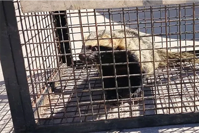 Rescataron un hurón que era “domesticado” en un domicilio de Paraná Campaña