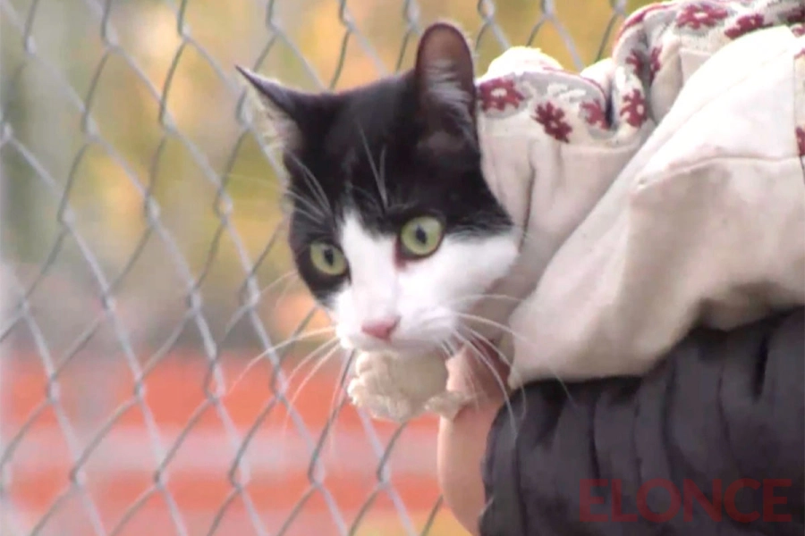 Operativos de castraci&oacute;n en Paran&aacute;