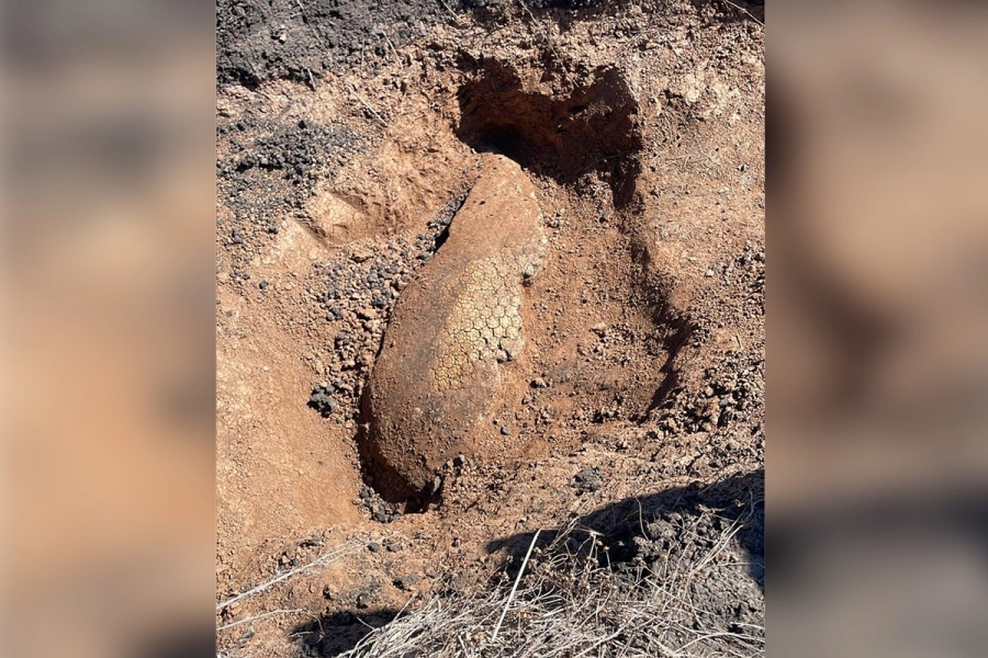 Fósil de gliptodonte hallado en campo entrerriano