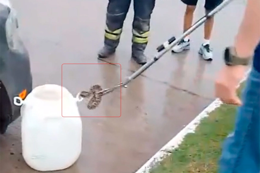 Una yarar&aacute; apareci&oacute; en el motor de una camioneta y bomberos la retiraron en Gualeguay