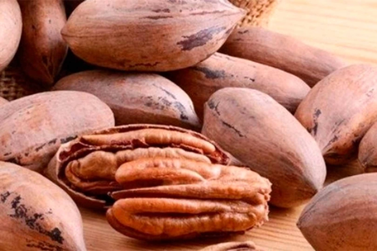 Entre Ríos cerró una cosecha de pecán con fuerte mejora productiva