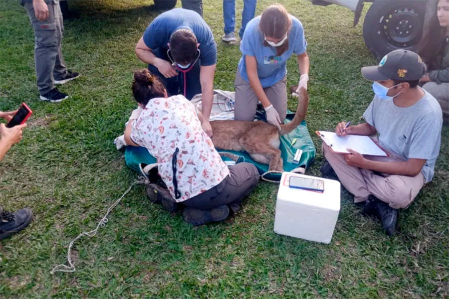Un puma apareci&oacute; en Goya (foto Radio Dos)