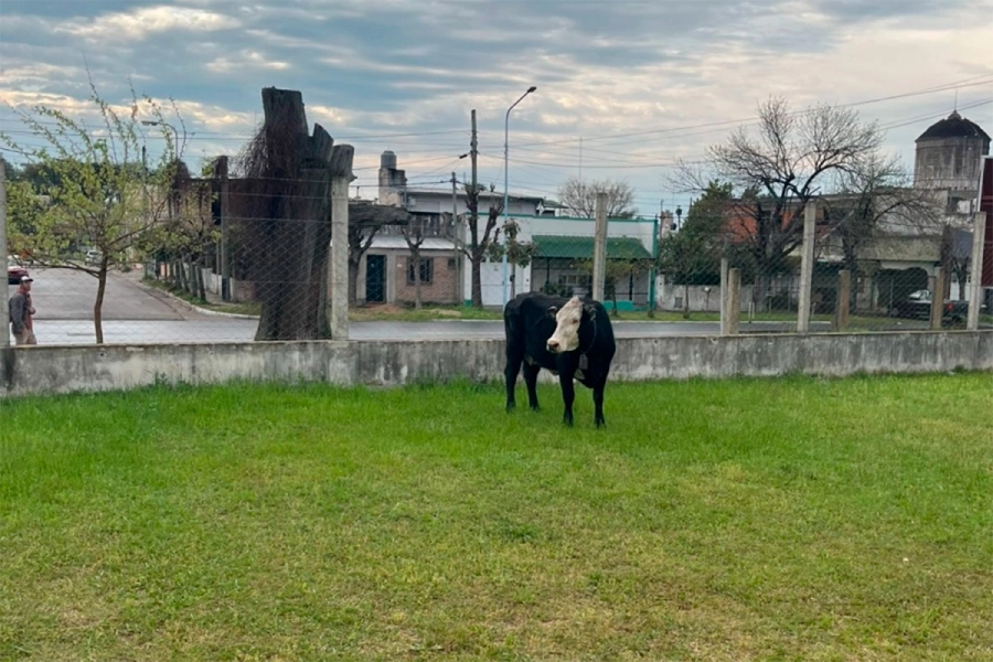 La vaca fue capturada por personal de Veterinaria Municipal y vecinos de Concordia (foto Diario R&iacute;o Uruguay)