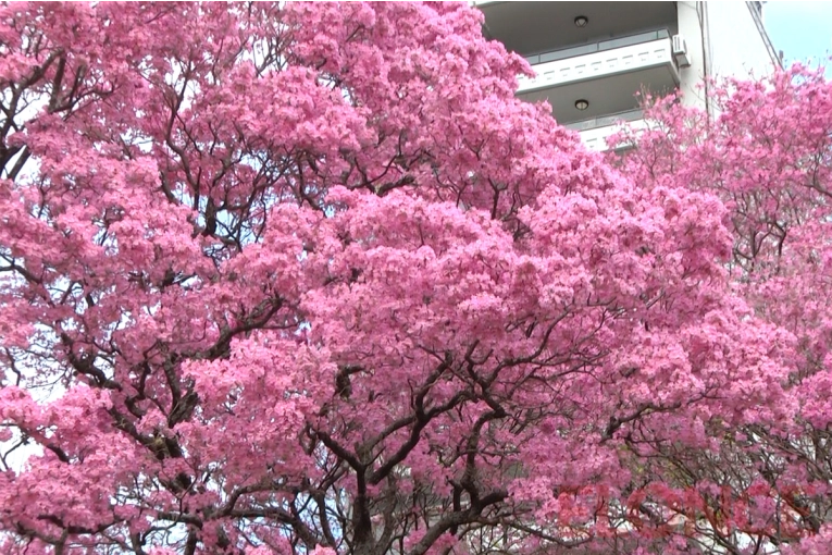 Por qué la primavera nos pone de buen humor: qué dice la ciencia y por qué no es la estación favorita de todos