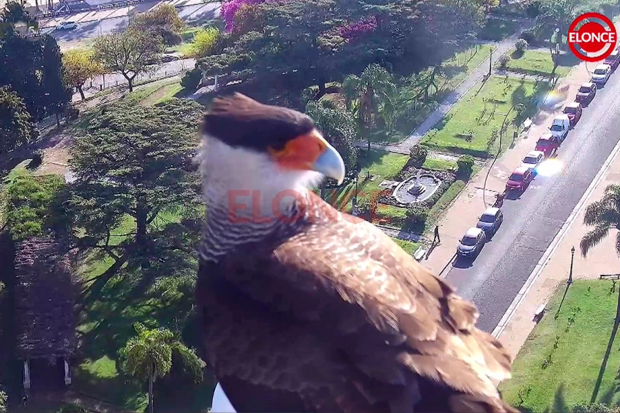 Un carancho sorprendi&oacute; en vivo a las c&aacute;maras de Elonce (foto Elonce)