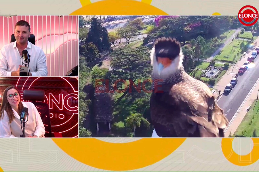 Un carancho sorprendi&oacute; en vivo a las c&aacute;maras de Elonce (foto Elonce)