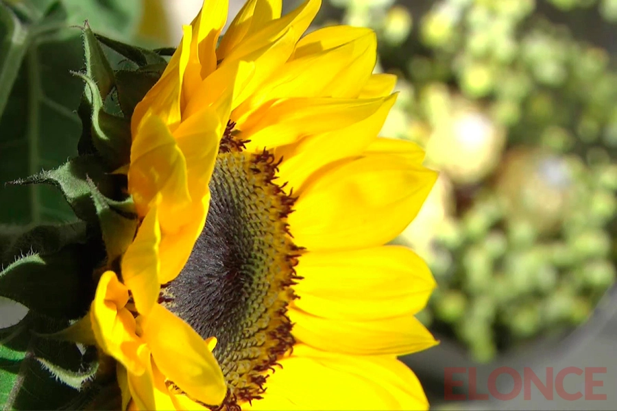 Flores amarillas, las m&aacute;s elegidas en Paran&aacute; para regalar en la primavera (foto Elonce)
