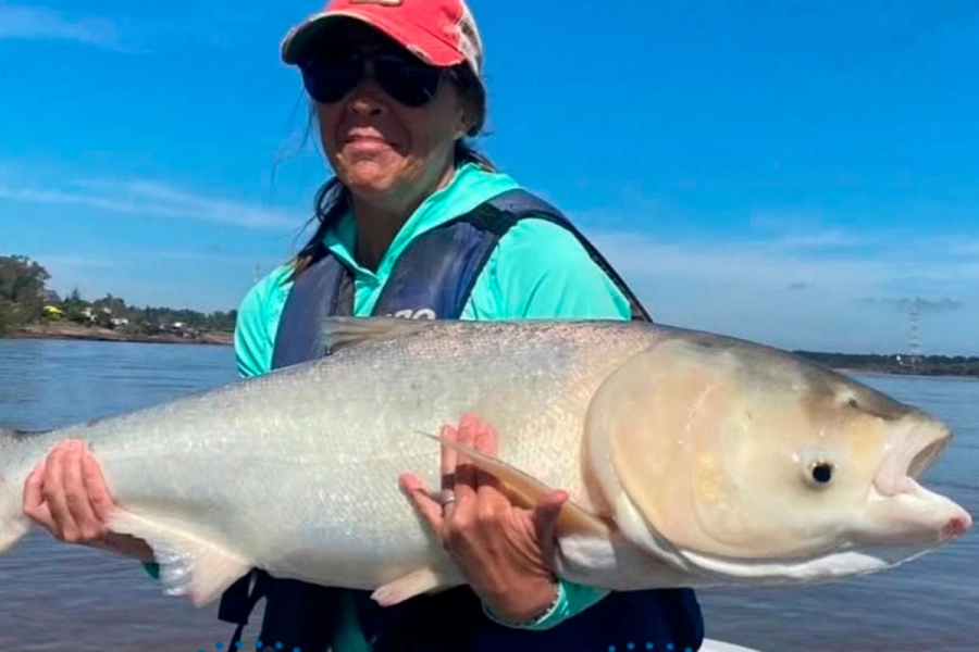 Carpa plateada pescada en el r&iacute;o Uruguay.