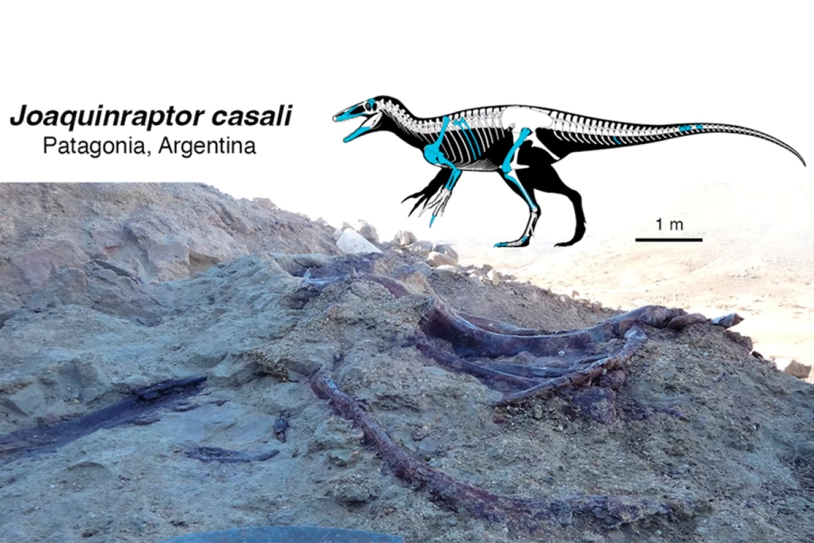 El esqueleto parcial de Joaquinraptor casali permite comparar por primera vez huesos clave de los megarrat&oacute;ridos (Marcelo Luna- Laboratorio Paleontolog&iacute;a de Vertebrados de UNPSJB)