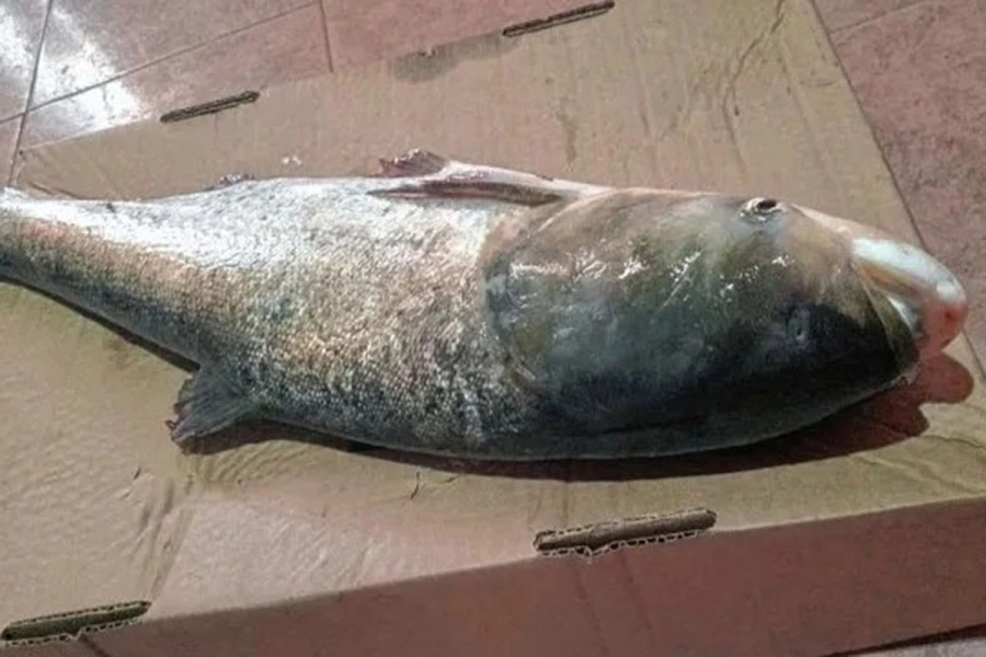 Carpa plateada pescada en el r&iacute;o Uruguay.