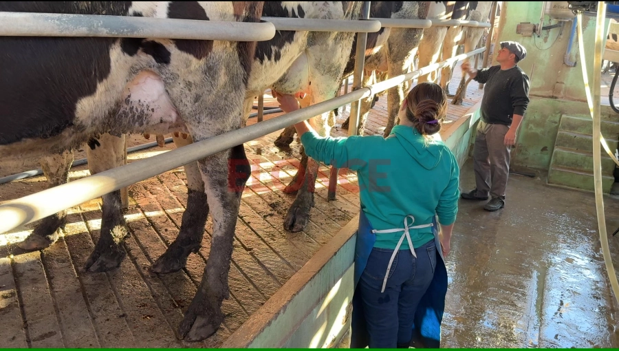 El tambo de Atilio Vernackt, productor de Viale (foto Moviendo el Avispero / Elonce)