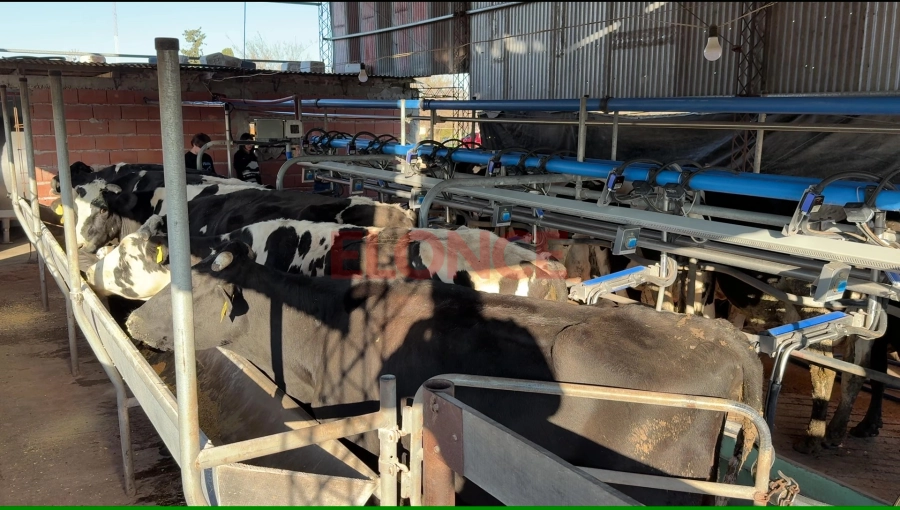 El tambo de Atilio Vernackt, productor de Viale (foto Moviendo el Avispero / Elonce)