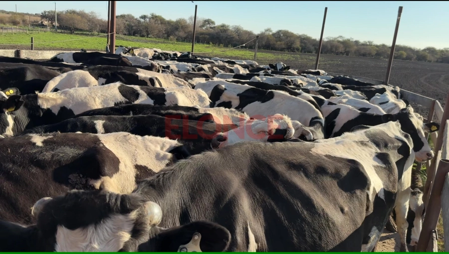 El tambo de Atilio Vernackt, productor de Viale (foto Moviendo el Avispero / Elonce)