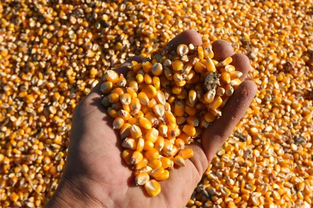 Malestar en el campo por el fin de las retenciones cero a los granos Malestar en el campo por el fin de las retenciones cero a los granos
