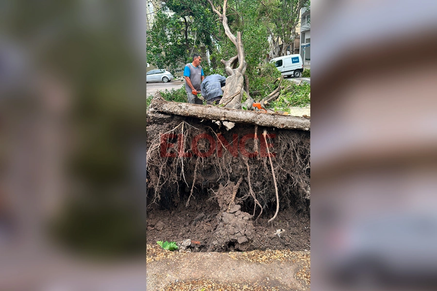 &Aacute;rbol ca&iacute;do en calles Pascual Palma y 25 de Mayo (foto Elonce)