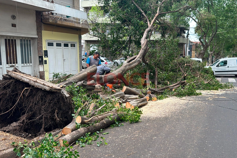 Árbol ca&iacute;do en calles Pascual Palma y 25 de Mayo (foto Elonce)