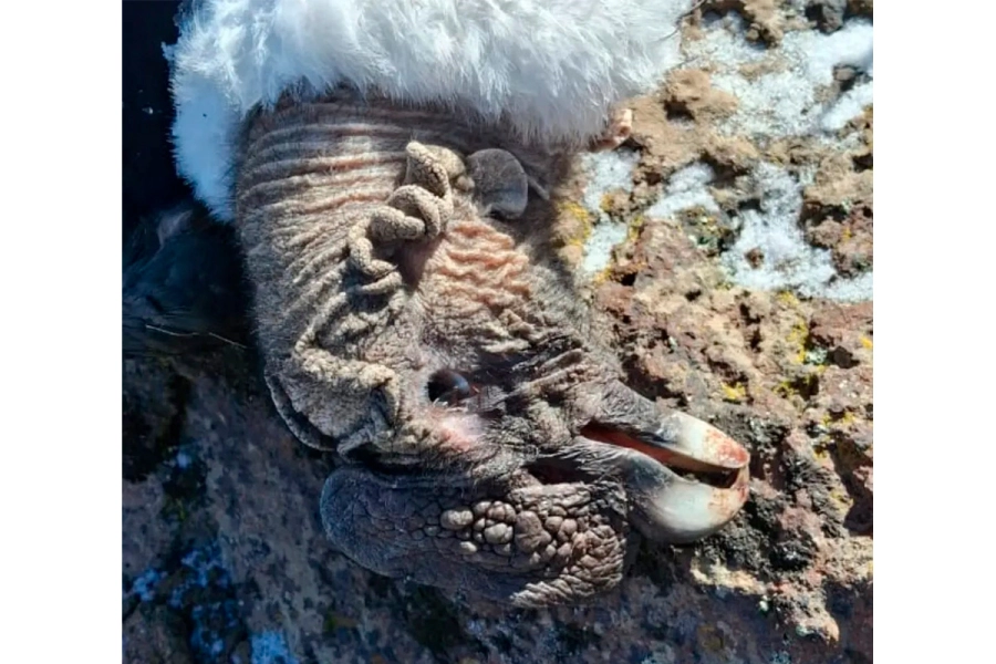 (foto Conservaci&oacute;n C&oacute;ndor Andino)
