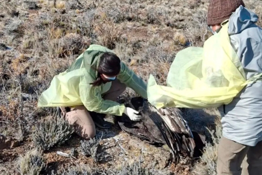(foto Conservaci&oacute;n C&oacute;ndor Andino)