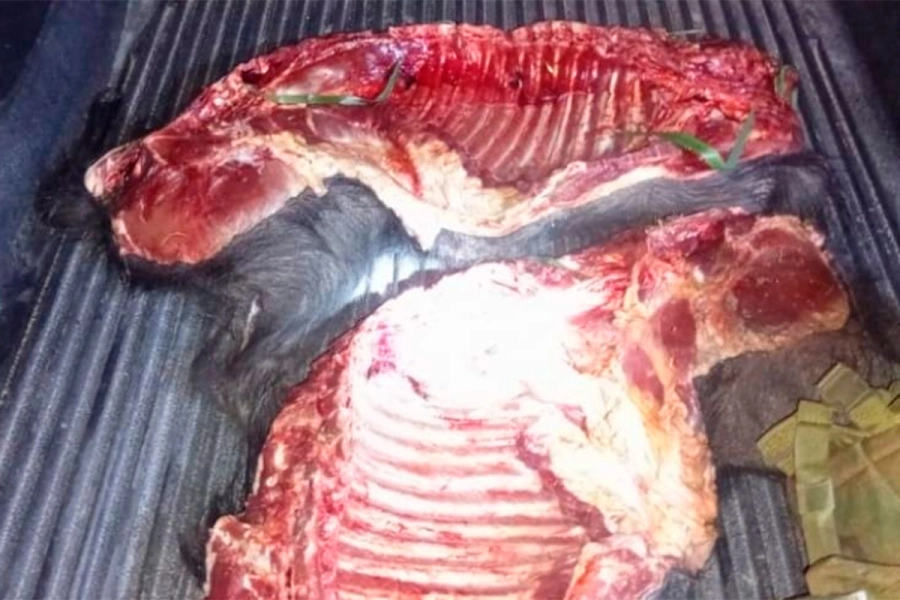 Hallaron dos medias reses de chancho jabalí, una linterna, un cuchillo con vaina y chaira, un tr&iacute;pode, y municiones.