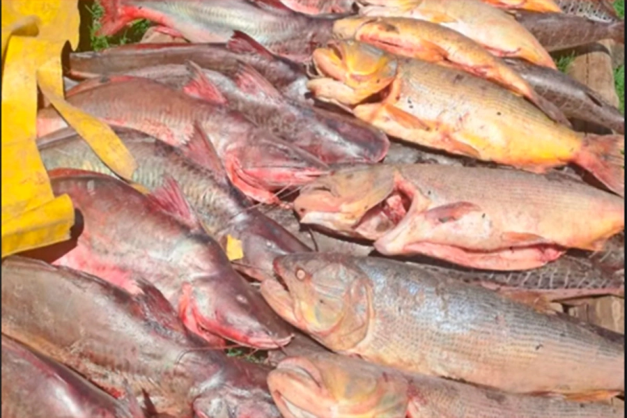 (Chaco todo el D&iacute;a).